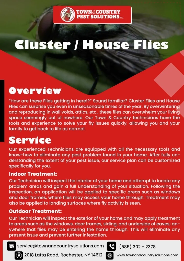 PPT syracuse termite control Buffalo Pest Control PowerPoint