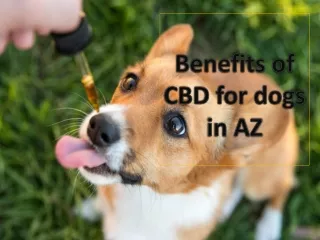 PCR Hemp Wholesale | Benefits of CBD for dogs in AZ
