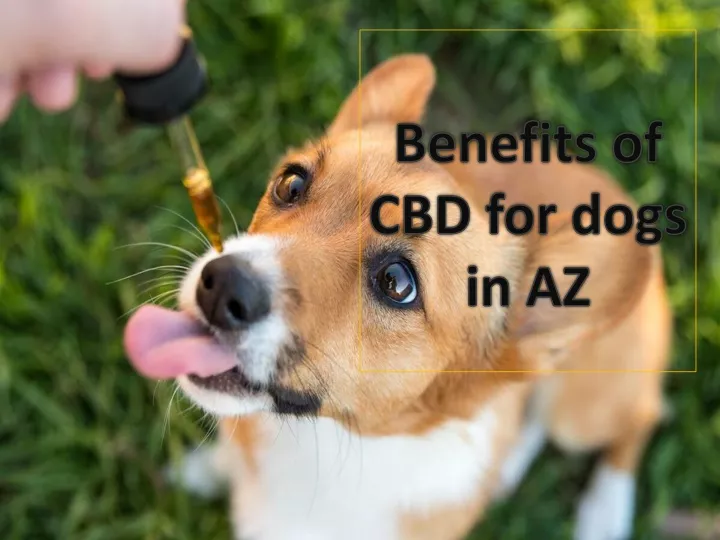 benefits of cbd for dogs in az
