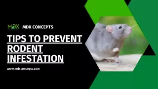 Tips To Prevent Rodent Infestation