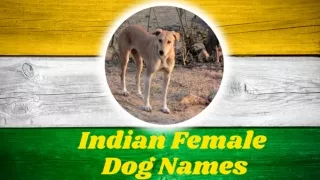 Top 30 Famous Indian dog names for female With Meaning 2021