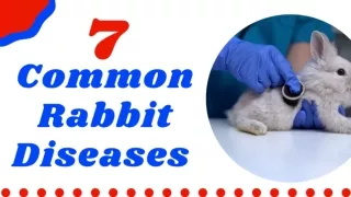 7 Common Rabbit Diseases And Illnesses Every Owner Should Know About 2021