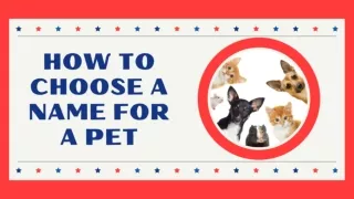 How to Choose a Name for Your New Pet 2021 ! Unique Pet Names