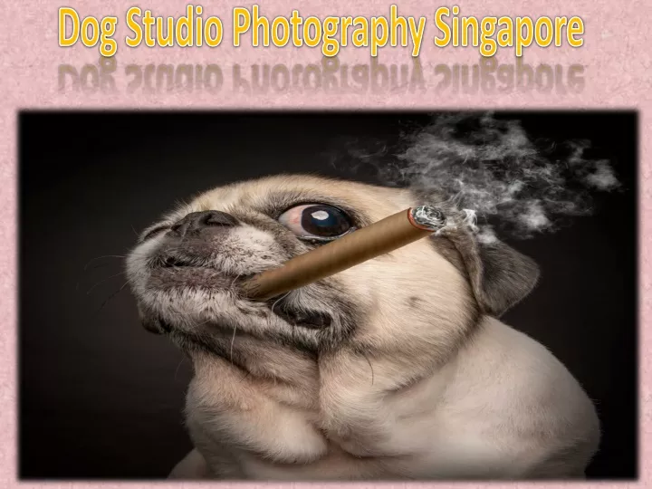 dog studio photography singapore