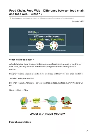 food chain food web difference between food chain