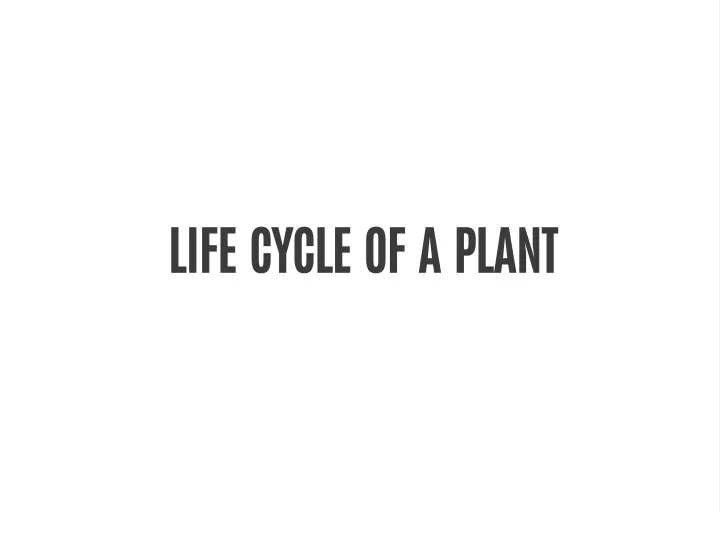 life cycle of a plant