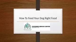 how to feed your dog right food