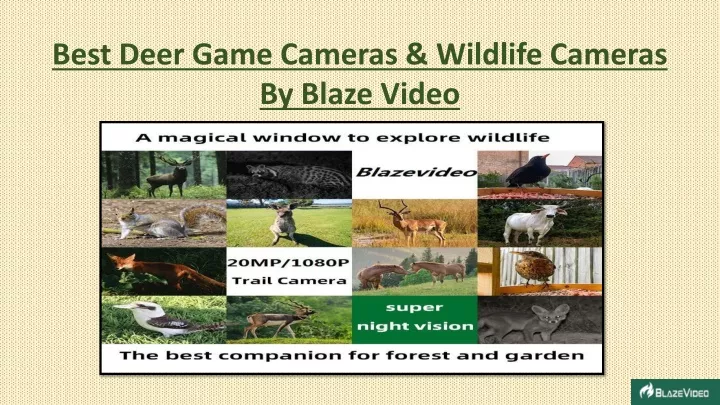 best deer game cameras wildlife cameras by blaze