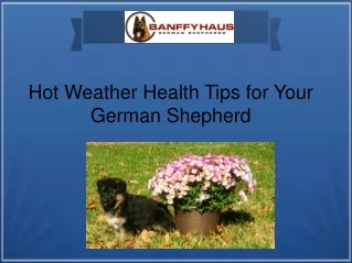 Hot Weather Health Tips for Your German Shepherd