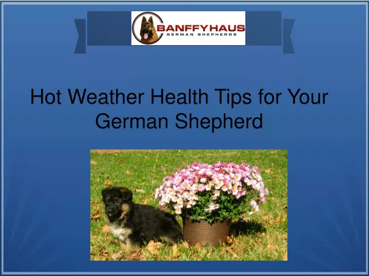hot weather health tips for your german shepherd