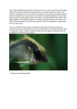 Cory Cat Fish Types