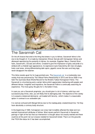 The Savannah Cat