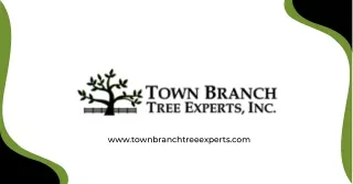 Tree cutting services near me in USA | Town Branch Tree Expert