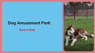 Dog Amusement Park