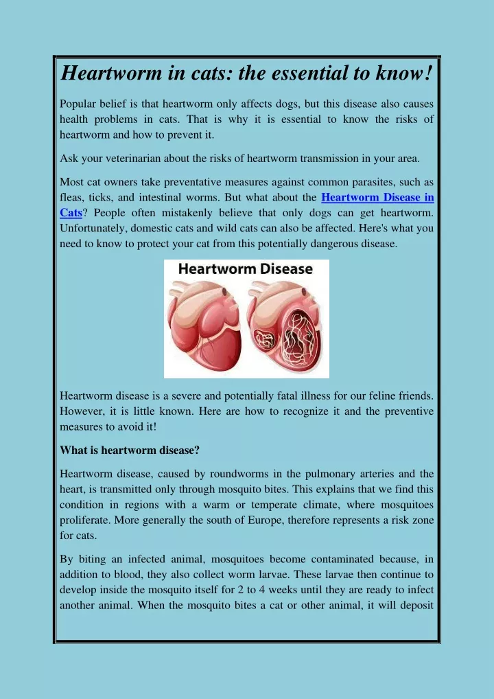 heartworm in cats the essential to know