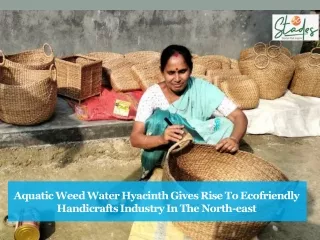 Aquatic weed water hyacinth gives rise to ecofriendly handicrafts industry
