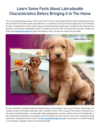 Learn Some Facts About Labradoodle Characteristics Before Bringing it to The Home