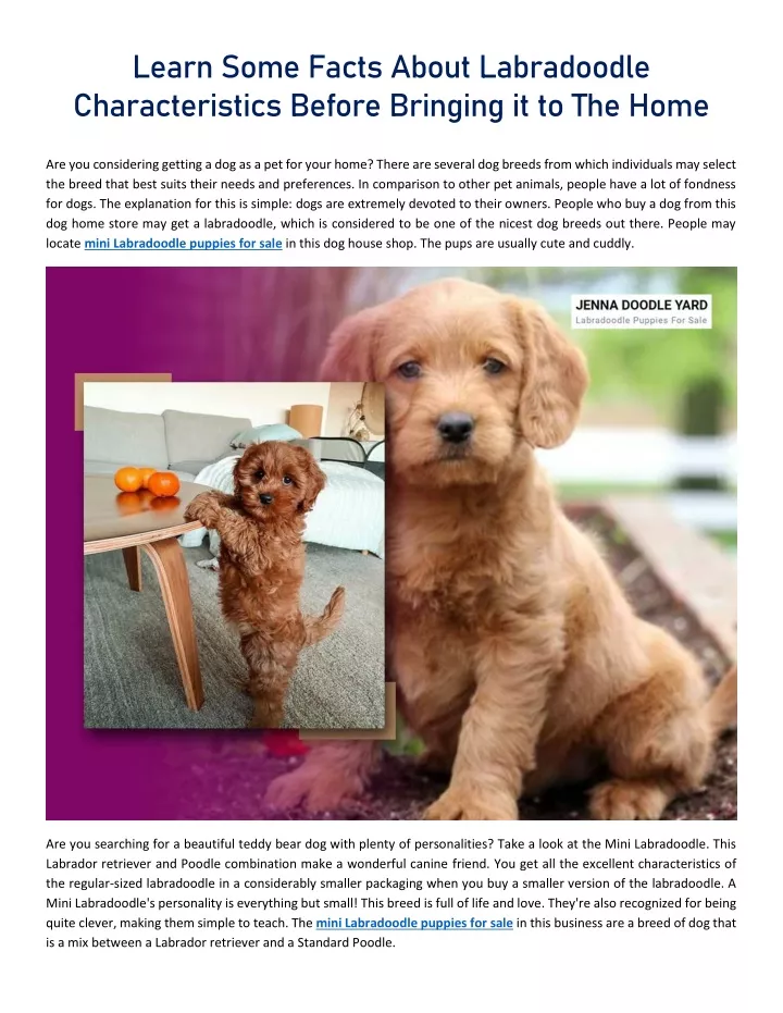 learn some facts about labradoodle