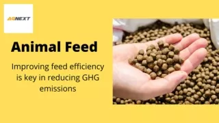 Animal Feed- Improving Feed efficiency Is Key In Reducing GHG Emissions