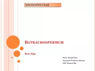batrachospermum