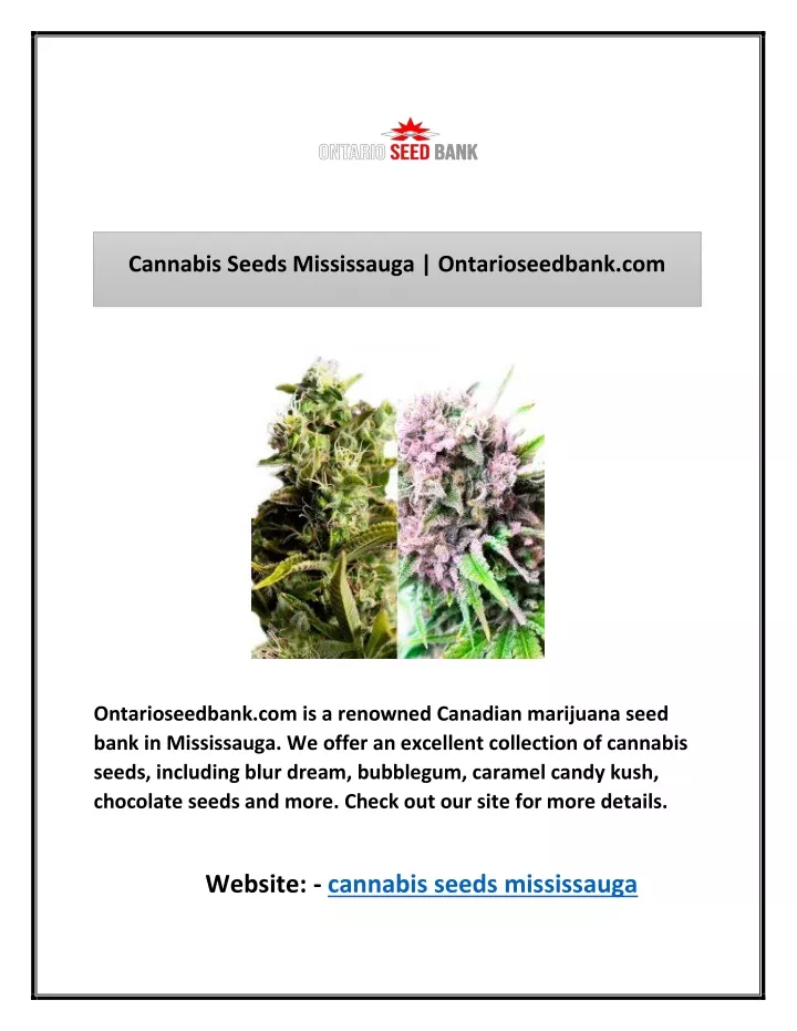 cannabis seeds mississauga ontarioseedbank com