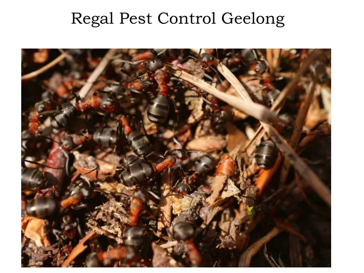 regal pest control geelong