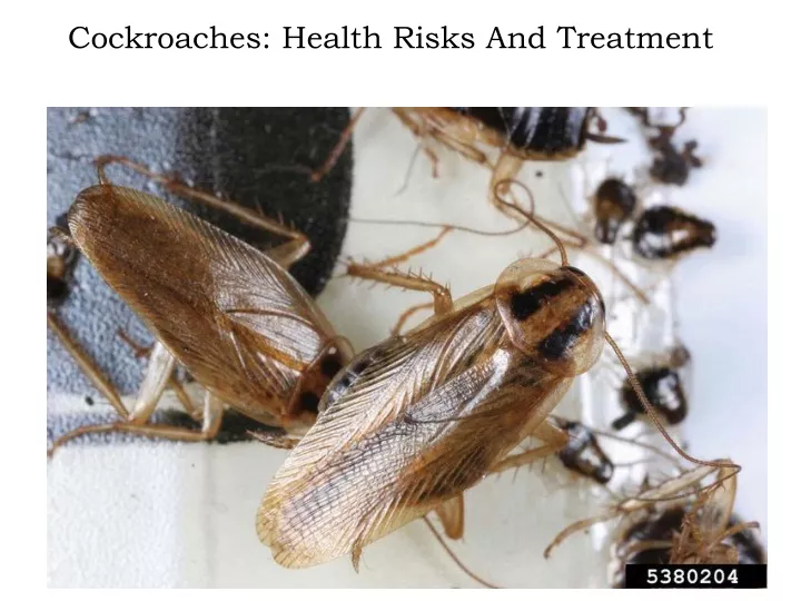 cockroaches health risks and treatment