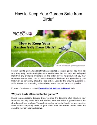 How to Keep Your Garden Safe From Birds ?