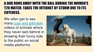 A DOG RUNS AWAY WITH THE BALL DURING THE WOMEN’S T20 MATCH. TAKES THE INTERNET BY STORM DUE TO ITS CUTENESS.