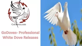 Get White Doves for the Wedding Ceremony