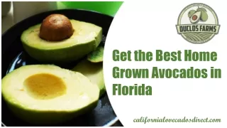 Best Home Grown Avocados in Florida