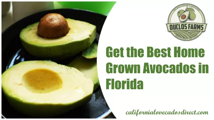 get the best home grown avocados in florida