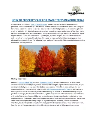 how to properly care for maple trees in north