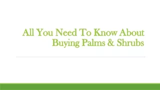 All You Need To Know About Buying Palms & Shrubs