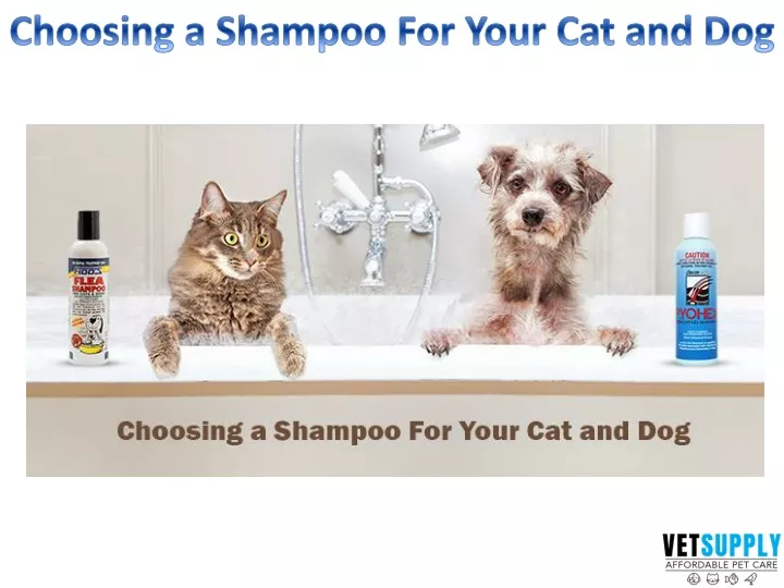 choosing a shampoo for your cat and dog