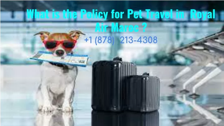 what is the policy for pet travel in royal air maroc