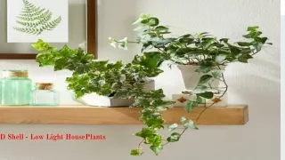Low Light Houseplants