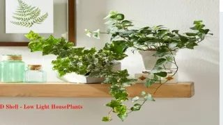 Low Light Houseplants