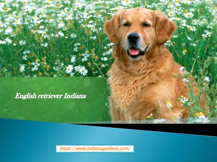 english retriever indiana