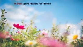D Shell springs flowers for planters