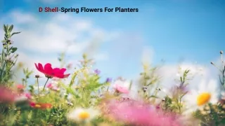 D Shell springs flowers for planters