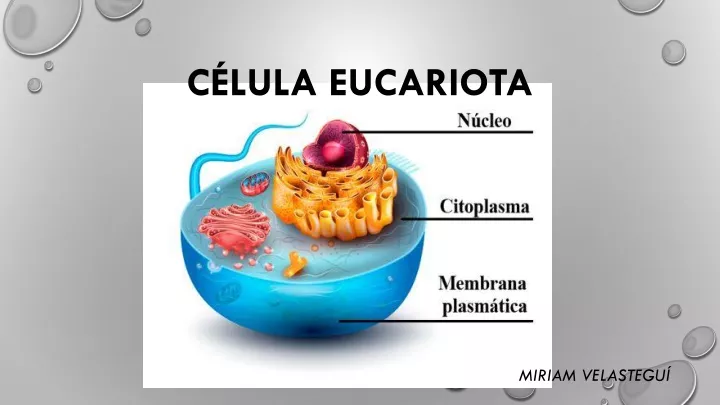 c lula eucariota