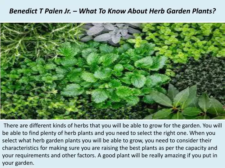 benedict t palen jr what to know about herb garden plants