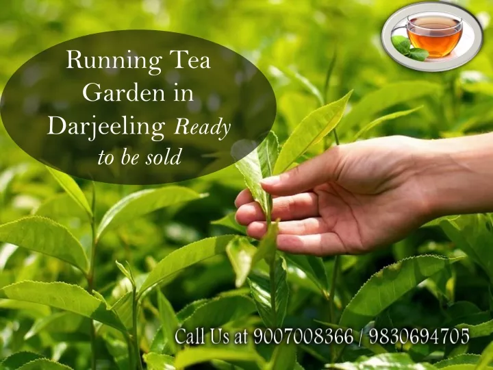 running tea garden in darjeeling ready to be sold