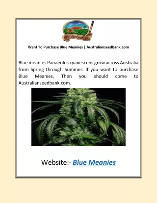 Want To Purchase Blue Meanies | Australianseedbank.com