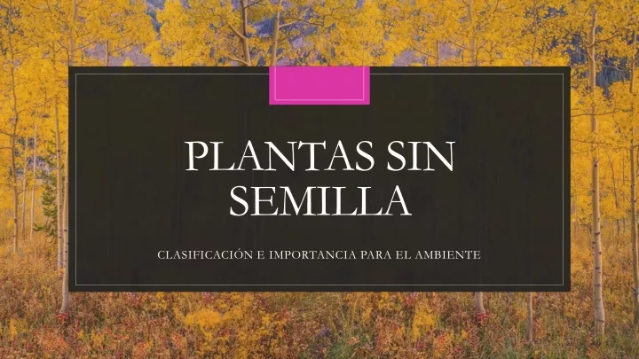 plantas sin semilla