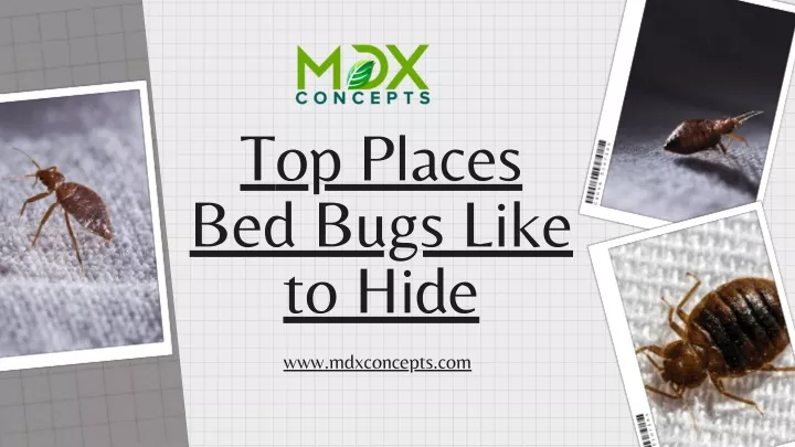 top places bed bugs like to hide