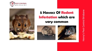 5 Havocs Of Rodent Infestation Which Are Very Common | Rodent Extermination