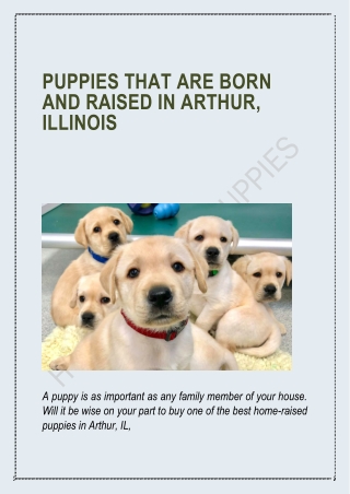 Puppies that are Born and Raised in Arthur, Illinois