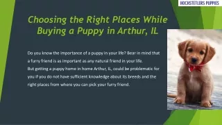 Selecting the Right Places for Buying a Puppy